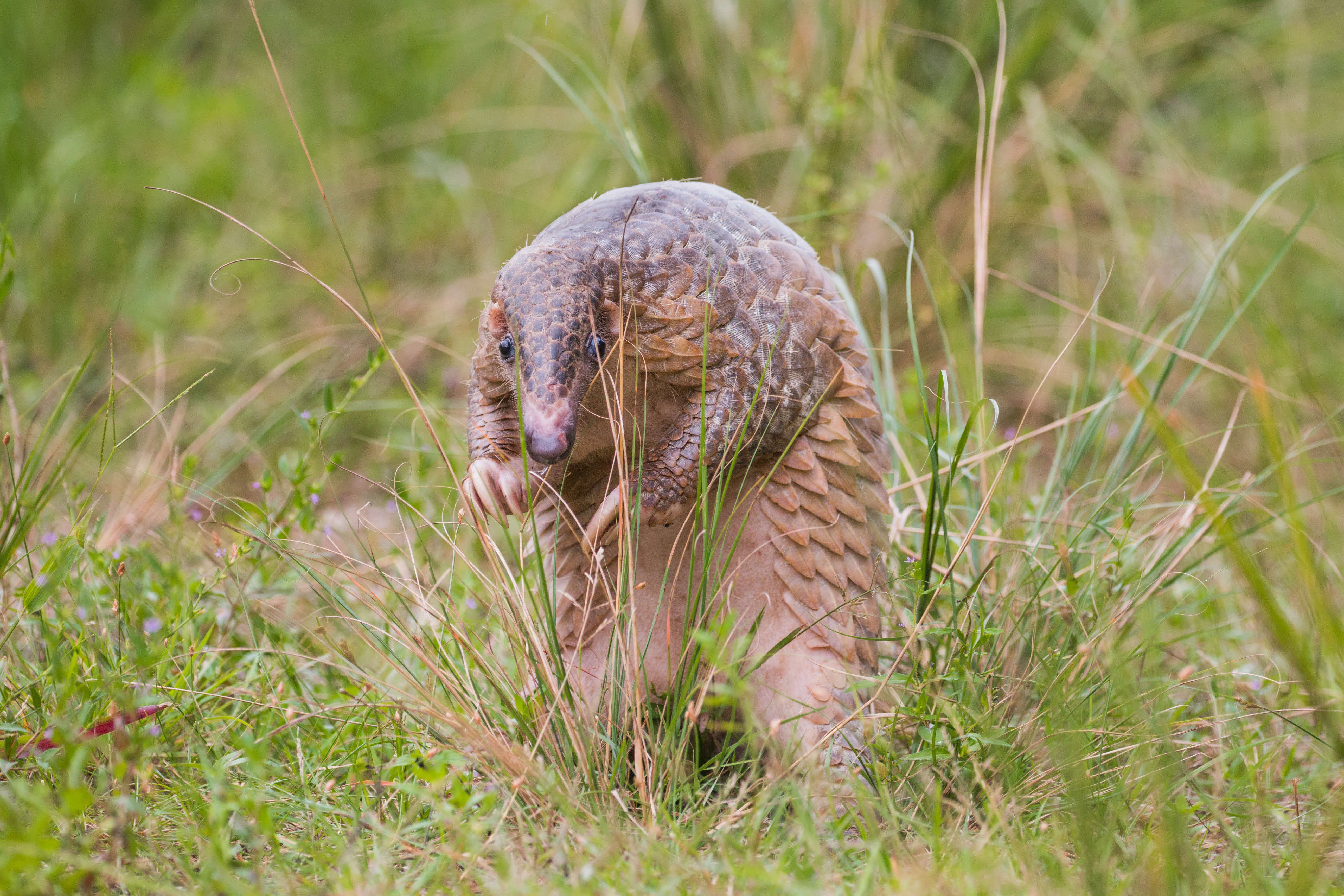 A photograph of a pangolin standing on its hind legs in tall grass